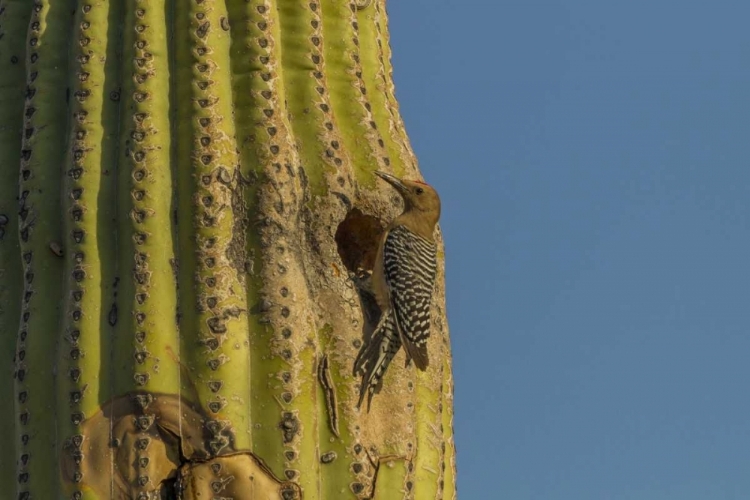 Picture of AZ, SONORAN DESERT GILA WOODPECKER AT NEST HOLE