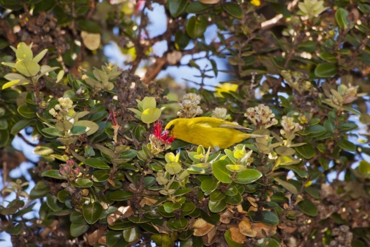 Picture of HI, HAKALAU FOREST AMAKIHI BIRD DRINKING NECTAR