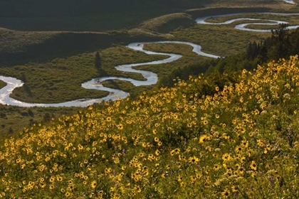 Picture of CO, GUNNISON NF, CRESTED BUTTE ASPEN SUNFLOWERS