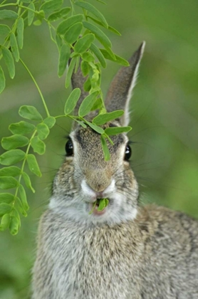 Picture of TX, MCMULLEN CO, EASTERN COTTONTAIL RABBIT EATS