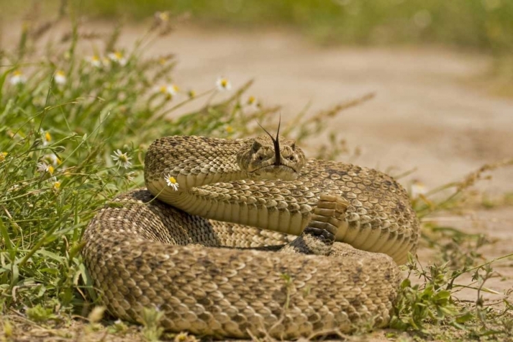 Picture of TX, HIDALGO CO, WESTERN DIAMONDBACK RATTLESNAKE