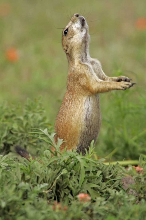 Picture of NEBRASKA BLACK-TAILED PRAIRIE DOG GIVES WARNING