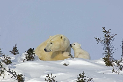 Picture of CANADA, MANITOBA, WAPUSK POLAR BEAR CUB PLAYING