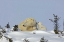 Picture of CANADA, MANITOBA, WAPUSK POLAR BEAR CUB PLAYING