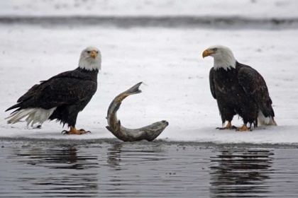 Picture of AK, CHILKAT PAIR OF BALD EAGLES WAITING TO FEED