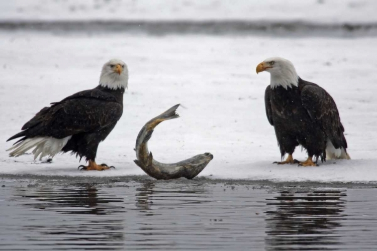 Picture of AK, CHILKAT PAIR OF BALD EAGLES WAITING TO FEED