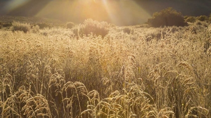 Picture of COLORADO SUNLIGHT ON FALL GRASSES
