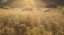 Picture of COLORADO SUNLIGHT ON FALL GRASSES