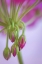 Picture of WASHINGTON GERANIUM BUDS CLOSE-UP
