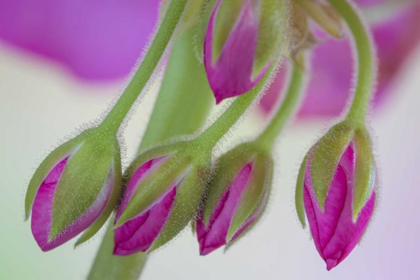 Picture of WASHINGTON GERANIUM BUDS CLOSE-UP