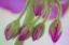 Picture of WASHINGTON GERANIUM BUDS CLOSE-UP