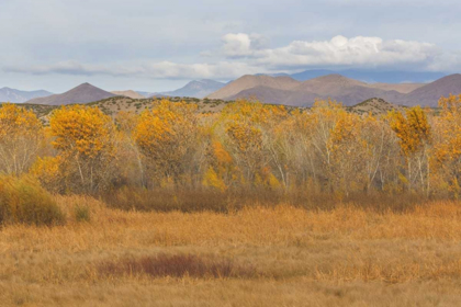 Picture of NEW MEXICO FALL COLORS IN GRASSES