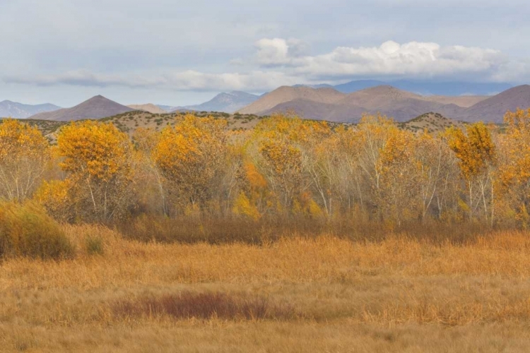 Picture of NEW MEXICO FALL COLORS IN GRASSES