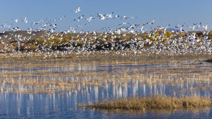 Picture of NEW MEXICO SNOW GEESE TAKE FLIGHT