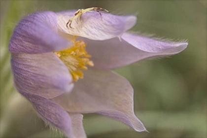 Picture of MT, CRAB SPIDER ON A PASQUE FLOWER