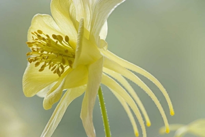 Picture of CLOSE-UP OF YELLOW COLUMBINE FLOWER