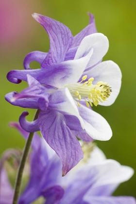 Picture of COLUMBINE FLOWER CLOSE-UP IN GARDEN