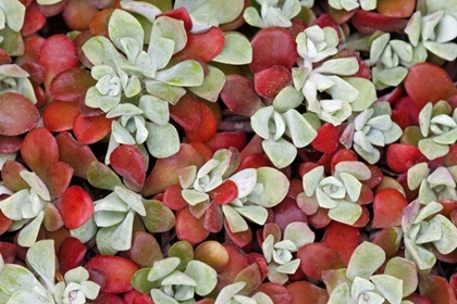 Picture of BROAD-LEAFED STONECROP PLANT DETAIL