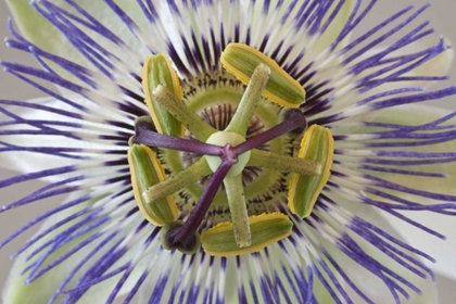 Picture of MACRO OF TOP VIEW OF PASSION FLOWER