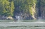 Picture of ALASKA HUMPBACK WHALE TAIL LOBBING