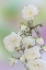 Picture of WASHINGTON CLOSE-UP OF PEACE ROSES