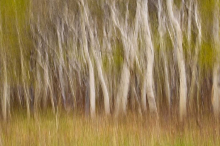 Picture of USA, MONTANA ASPEN FOREST ABSTRACT