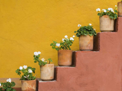Picture of MEXICO POTTED FLOWERS ON STAIRCASE