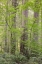 Picture of WA FOREST IN BATTLE GROUND LAKE SP