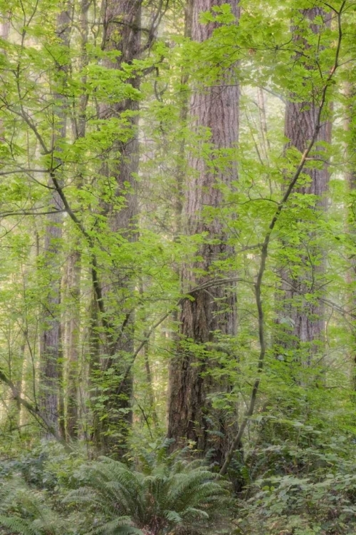 Picture of WA FOREST IN BATTLE GROUND LAKE SP