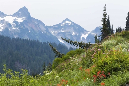 Picture of WA ALPINE MEADOW AND TATOOSH RANGE