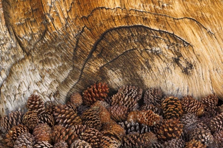 Picture of CA, INYO NF BRISTLECONE PINE CONES