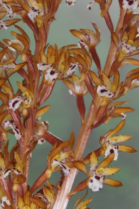 Picture of CLOSE-UP OF SPOTTED CORALROOT ORCHID