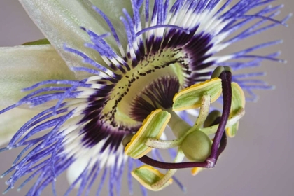 Picture of MACRO OF SIDE VIEW OF PASSION FLOWER