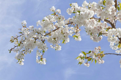 Picture of WASHINGTON, SEABECK CHERRY BLOSSOMS