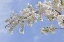 Picture of WASHINGTON, SEABECK CHERRY BLOSSOMS
