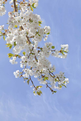 Picture of WASHINGTON, SEABECK CHERRY BLOSSOMS