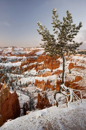 Picture of UTAH, VIEW OF BRYCE CANYON IN WINTER