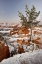 Picture of UTAH, VIEW OF BRYCE CANYON IN WINTER