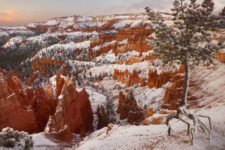 Picture of UTAH, VIEW OF BRYCE CANYON IN WINTER