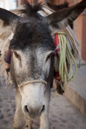 Picture of MEXICO FRONTAL DONKEY CARRYING LOAD