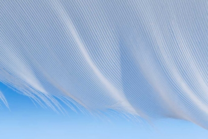 Picture of WASHINGTON, SEABECK A WHITE FEATHER