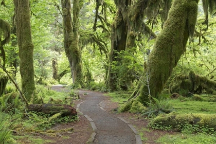Picture of WA, OLYMPIC NP HALL OF MOSSES TRAIL