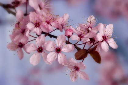 Picture of CLOSE-UP OF CHERRY BLOSSOMS OR SAKURA
