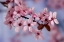 Picture of CLOSE-UP OF CHERRY BLOSSOMS OR SAKURA