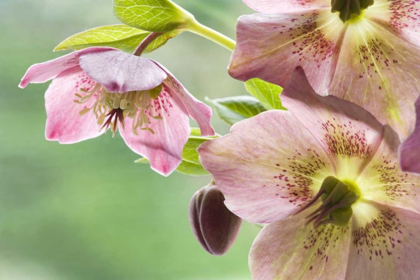 Picture of CLOSE-UP OF HELLEBORE FLOWERS AND BUD