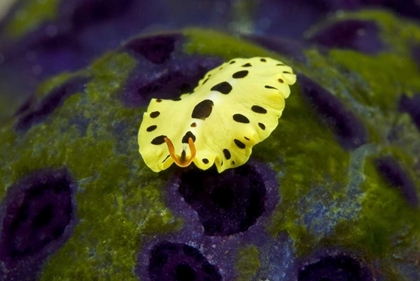 Picture of INDONESIA, PAPUA RECENTLY DISCOVERED FLATWORM
