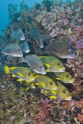 Picture of INDONESIA,TRITON BAY SCHOOLING FISH AND CORAL