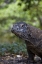 Picture of CLOSE-UP OF KOMODO DRAGON, KOMODO NP, INDONESIA