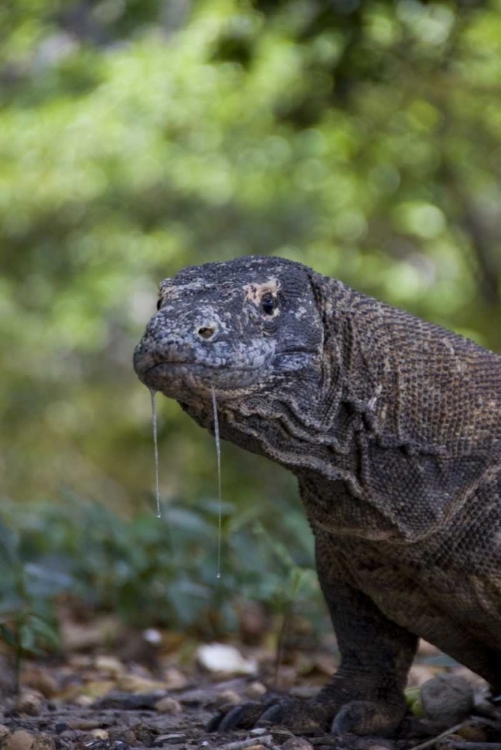 Picture of CLOSE-UP OF KOMODO DRAGON, KOMODO NP, INDONESIA