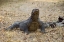 Picture of CLOSE-UP OF KOMODO DRAGON, KOMODO NP, INDONESIA